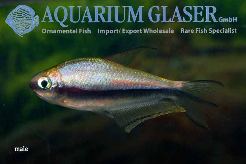 Nematobrycon palmeri wild Aquarium Glaser GmbH