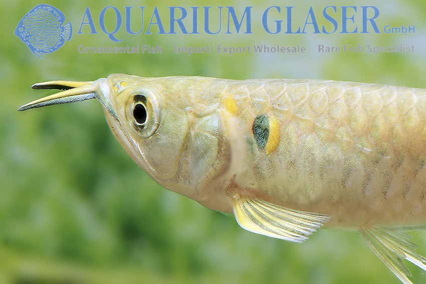 Osteoglossum bicirrhosum - Arowana argenté (Elevage) small - Aquaplante