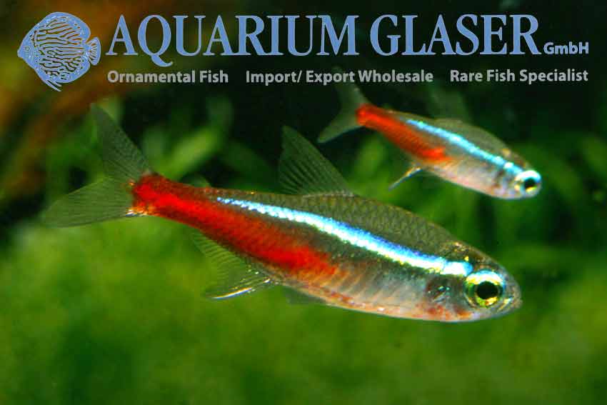 www.aquariumglaser.de