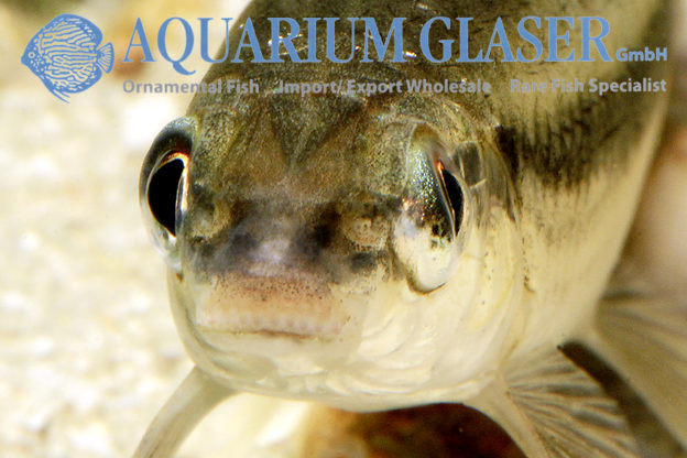 Apareiodon affinis Aquarium Glaser GmbH