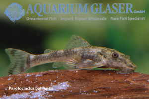 Parotocinclus bahiensis und P. cearensis Aquarium Glaser GmbH