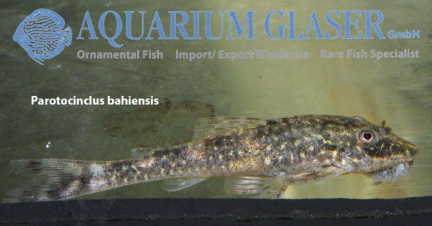 Parotocinclus bahiensis und P. cearensis Aquarium Glaser GmbH