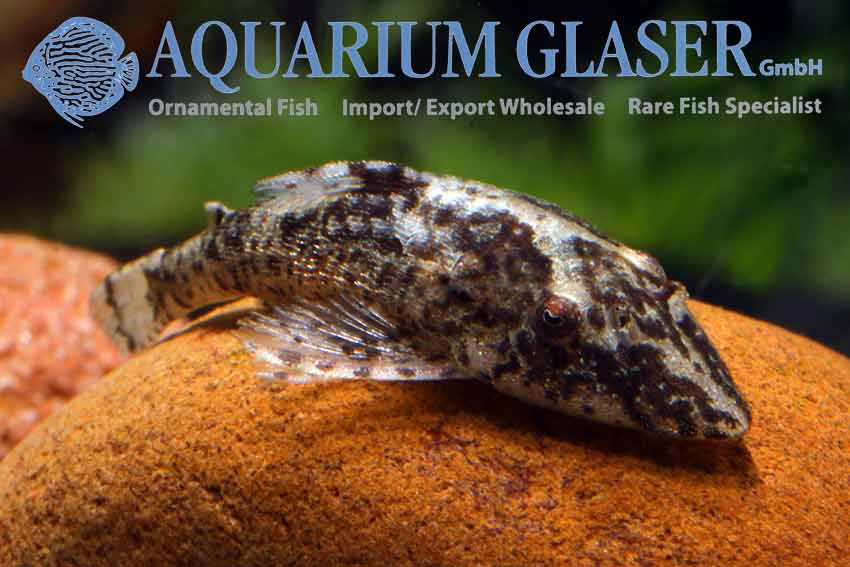 Parotocinclus longirostris