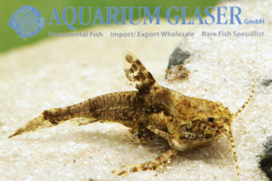 Physopyxis lyra Aquarium Glaser GmbH