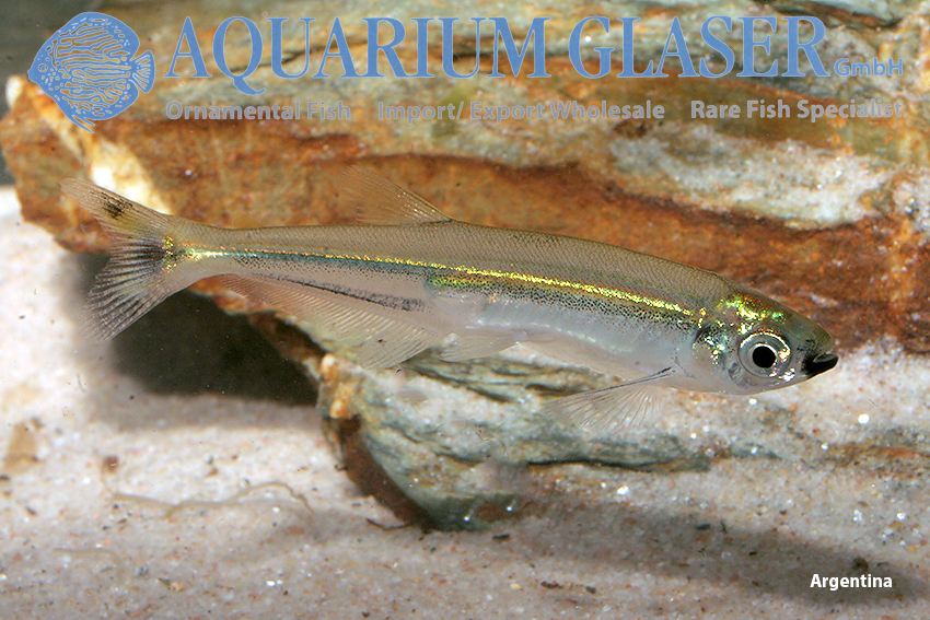 09. Characoids: tetra relationship - Aquarium Glaser GmbH