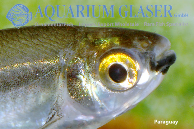 Piabucus melanostoma Aquarium Glaser GmbH