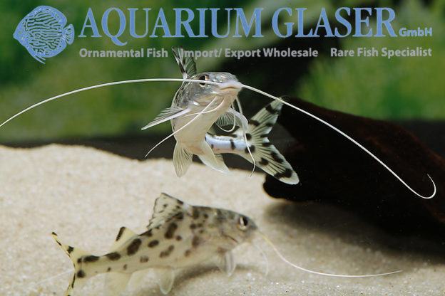 Pimelodus pictus Aquarium Glaser GmbH
