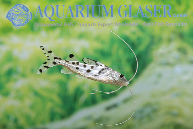 Pimelodus pictus Aquarium Glaser GmbH