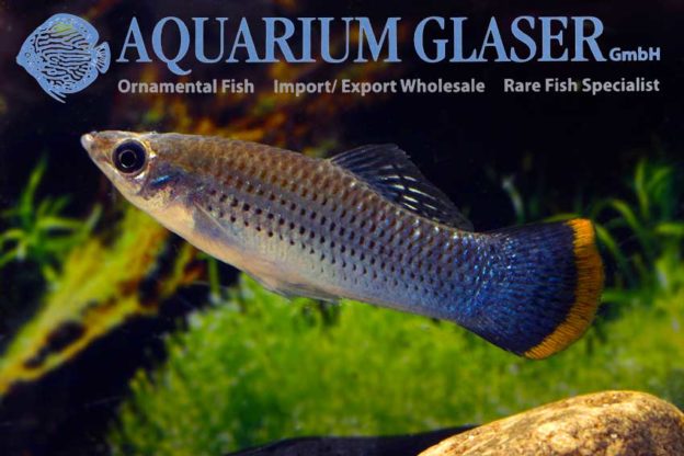 Poecilia mexicana CAMPECHE Aquarium Glaser GmbH
