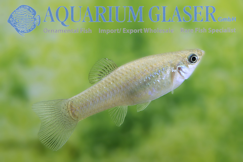 Molly - Aquarium Glaser GmbH