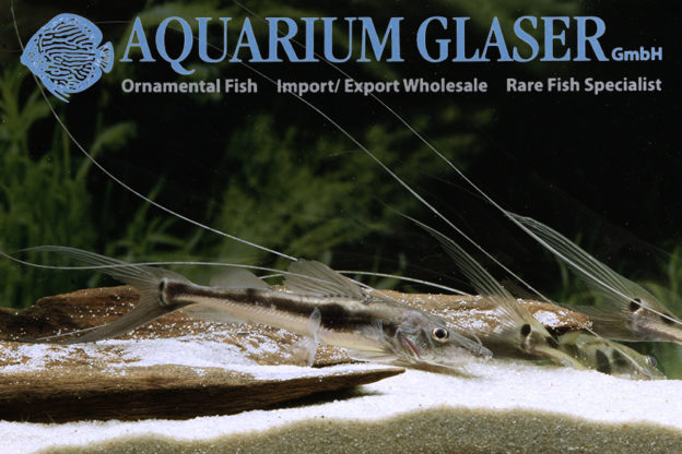 Platysilurus mucosus Aquarium Glaser GmbH