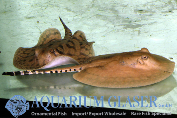 Potamotrygon wallacei Aquarium Glaser GmbH