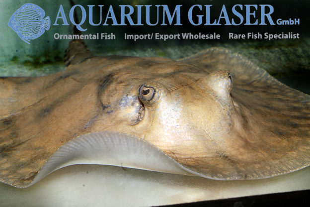 Potamotrygon wallacei Aquarium Glaser GmbH