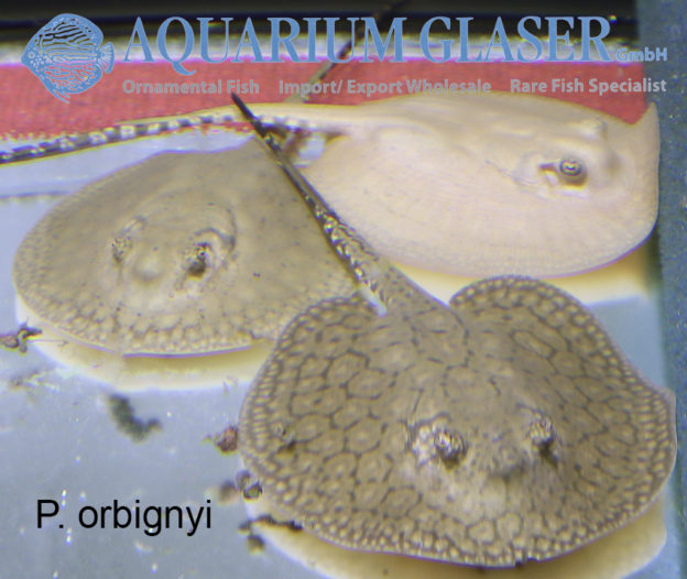 01. Rochen Aquarium Glaser GmbH