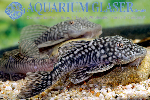 Pseudancistrus genisetiger Aquarium Glaser GmbH