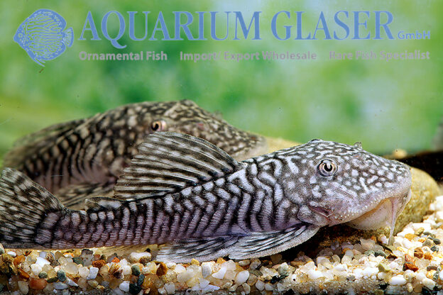 Pseudancistrus genisetiger Aquarium Glaser GmbH