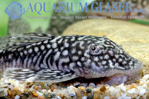 Pseudancistrus genisetiger Aquarium Glaser GmbH