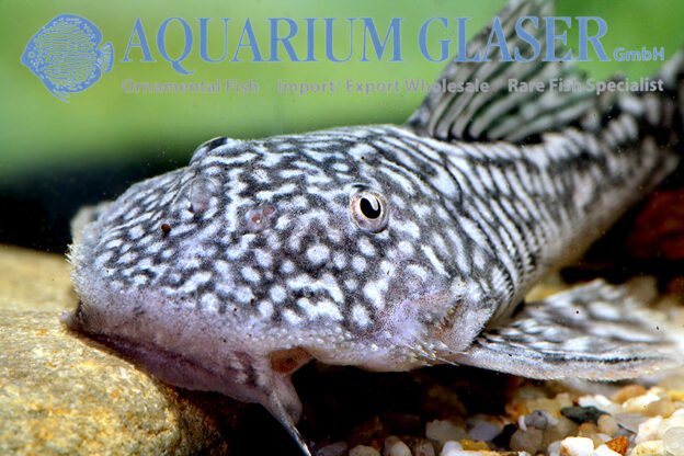 Pseudancistrus genisetiger Aquarium Glaser GmbH