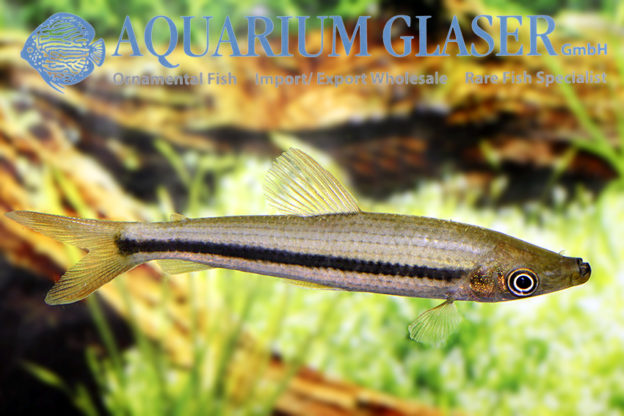 Pseudanos winterbottomi Aquarium Glaser GmbH
