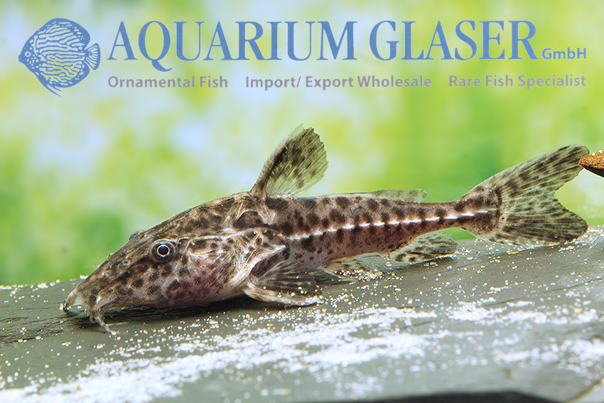 Oxydoras niger - Aquarium Glaser GmbH