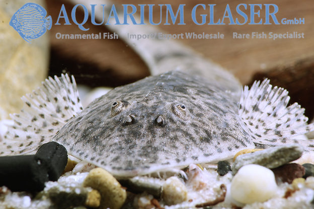 Pseudohemiodon laticeps Aquarium Glaser GmbH