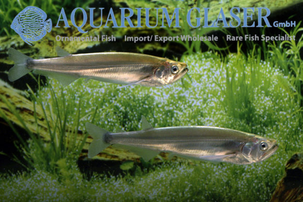 Rhaphiodon vulpinus Aquarium Glaser GmbH