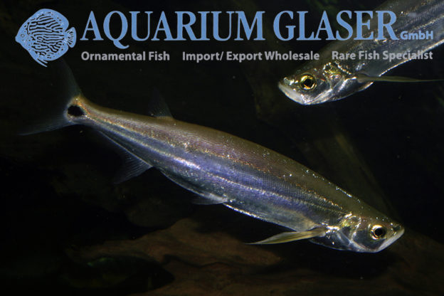 Rhaphiodon vulpinus - Aquarium Glaser GmbH