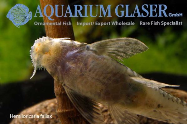 HemiloricariaBeifänge Aquarium Glaser GmbH