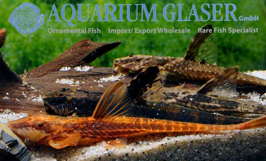 Rineloricaria lanceolata Aquarium Glaser GmbH