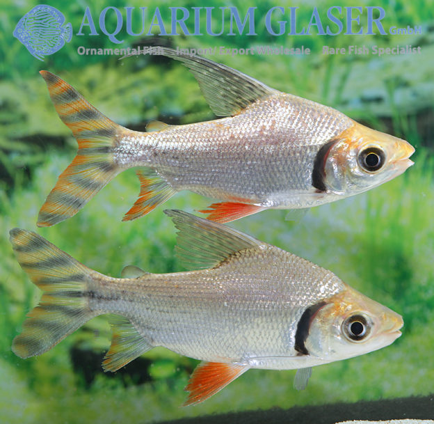 Semaprochilodus laticeps 