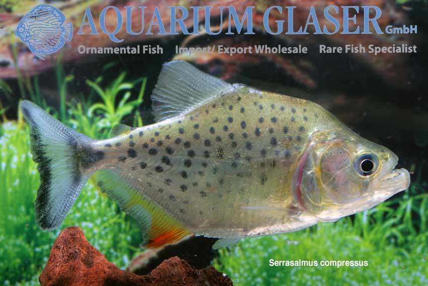 Piranhas! Serrasalmus compressus Aquarium Glaser GmbH