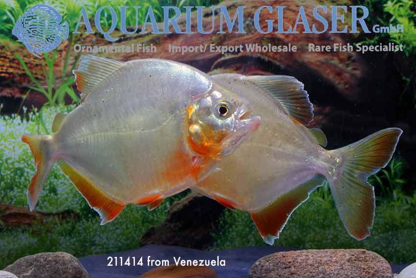 Pygopristis denticulata Aquarium Glaser GmbH