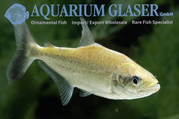 Serrasalmus elongatus Aquarium Glaser GmbH