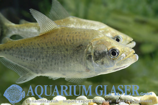Serrasalmus elongatus Aquarium Glaser GmbH