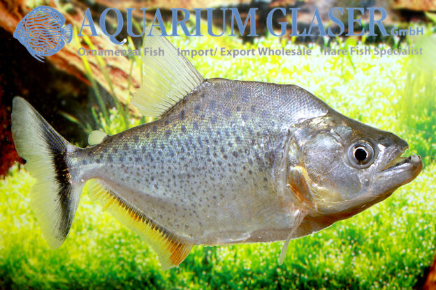 Serrasalmus irritans Aquarium Glaser GmbH