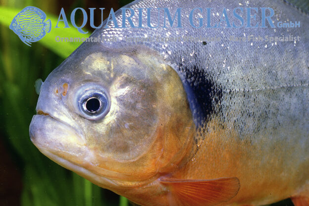 Pygocentrus cariba ( = P. notatus) - Aquarium Glaser GmbH