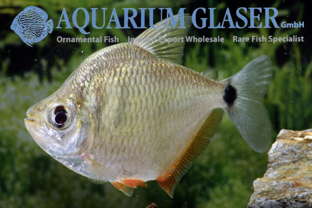 Tetragonopterus argenteus Aquarium Glaser GmbH