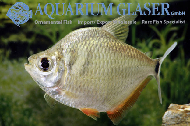 Tetragonopterus argenteus Aquarium Glaser GmbH