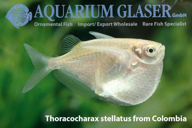 Thoracocharax stellatus Aquarium Glaser GmbH