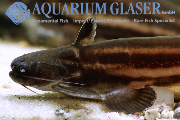 Trachelyopterichthys taeniatus Aquarium Glaser GmbH
