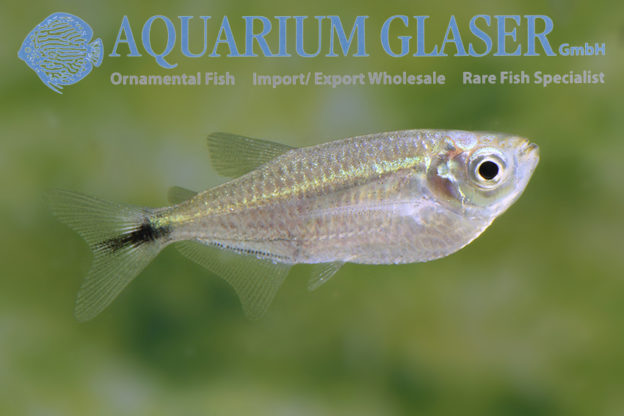 Triportheus cf. nematurus Aquarium Glaser GmbH