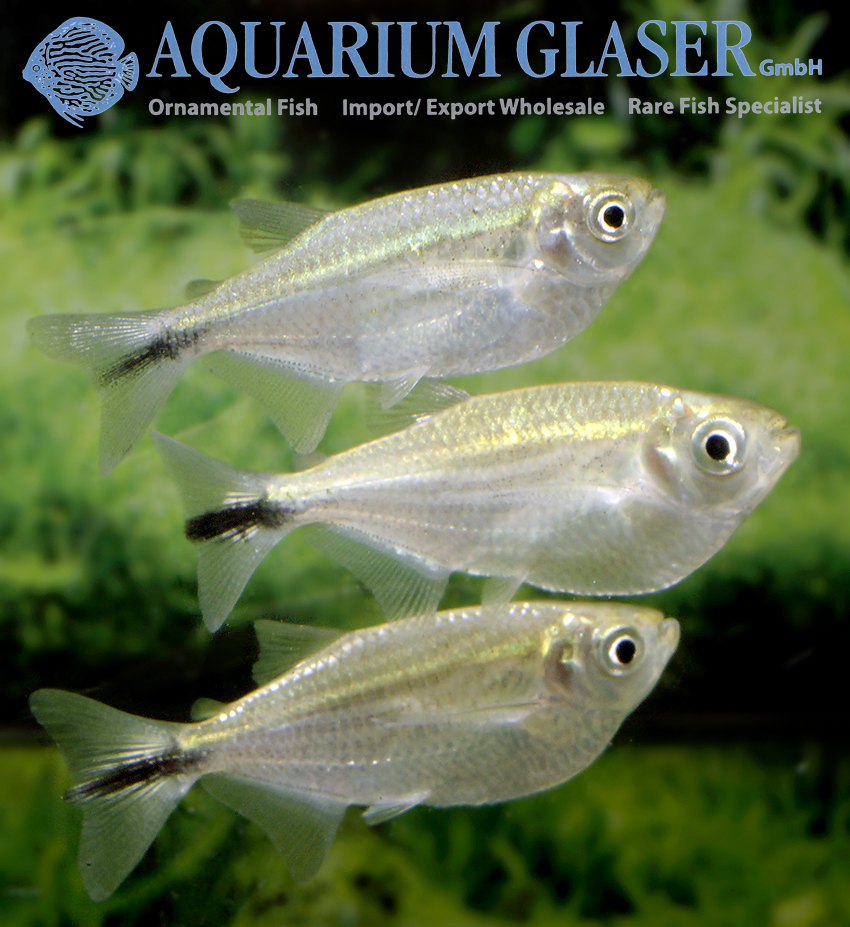 Triportheus cf. nematurus Aquarium Glaser GmbH