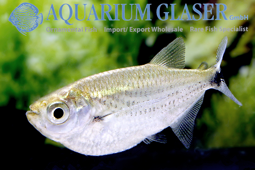 Triportheus cf. nematurus Aquarium Glaser GmbH