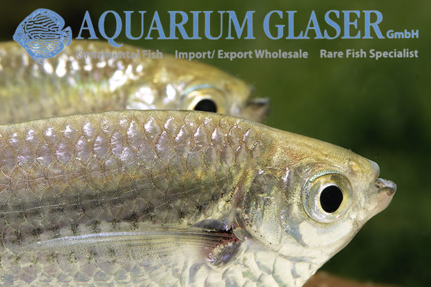 Triportheus rotundatus Aquarium Glaser GmbH