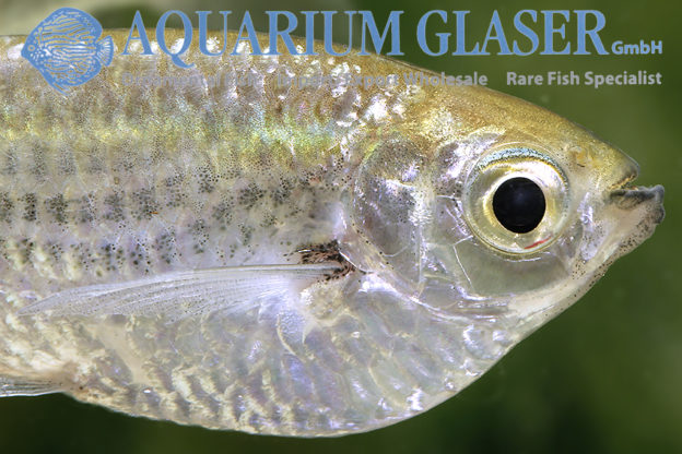 Triportheus rotundatus Aquarium Glaser GmbH