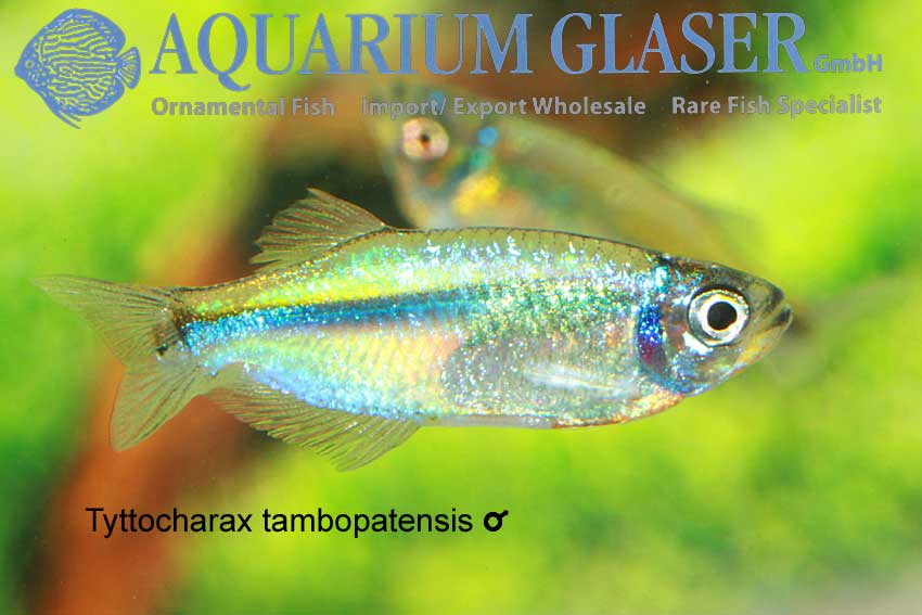 Tyttocharax tambopatensis Aquarium Glaser GmbH