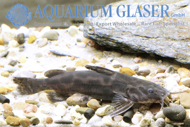 Wertheimeria maculata Aquarium Glaser GmbH