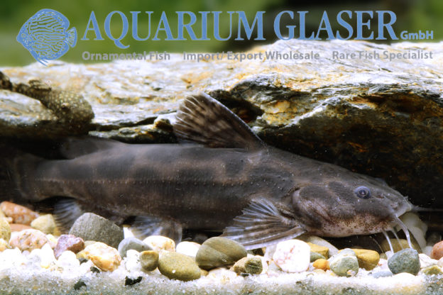 Wertheimeria maculata Aquarium Glaser GmbH