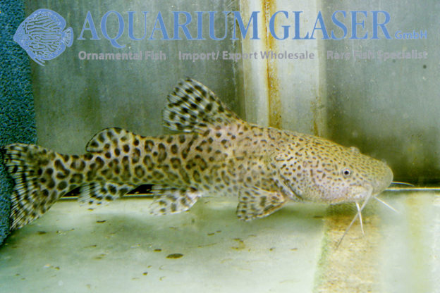 Zungaro zungaro Aquarium Glaser GmbH
