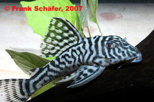 Hypancistrus spec. NEU